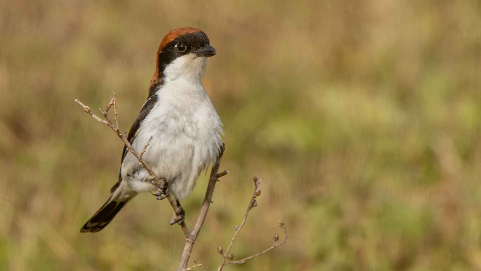 Woodchat Shrike